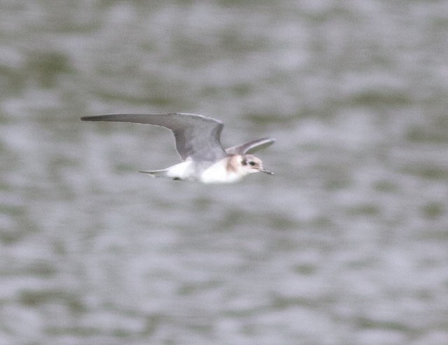 Black Tern - Anonymous