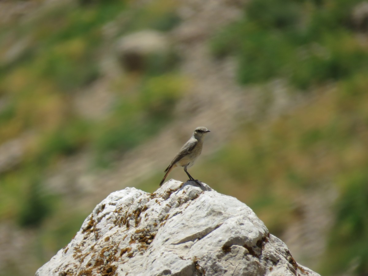 Persian Wheatear - ML326464851