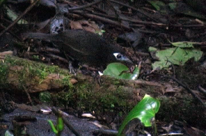 Panamáameisenvogel (berlepschi) - ML326465281