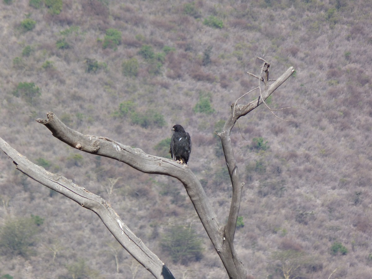 Águila Cafre - ML326466851