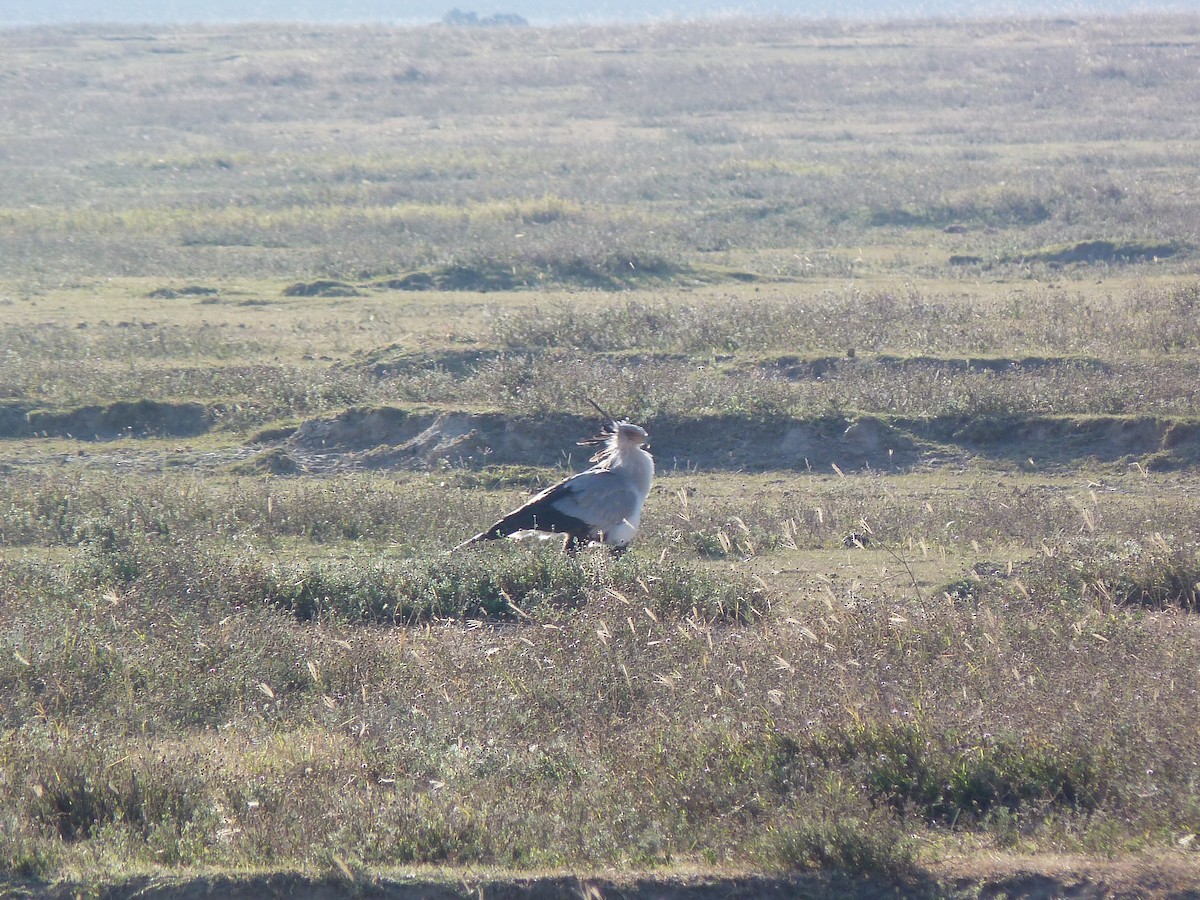 Secretarybird - Guillermo Gómez