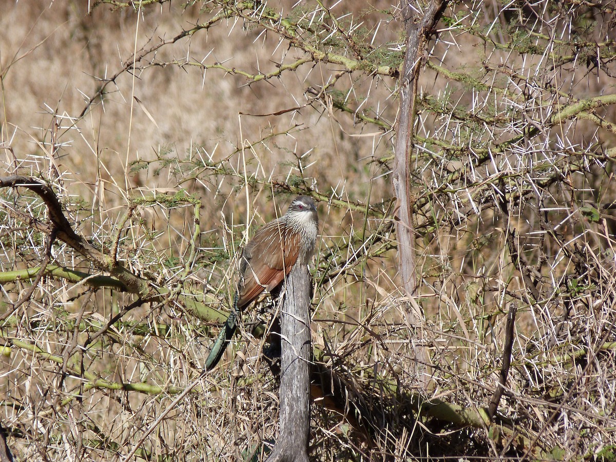 Coucal à sourcils blancs - ML326466911