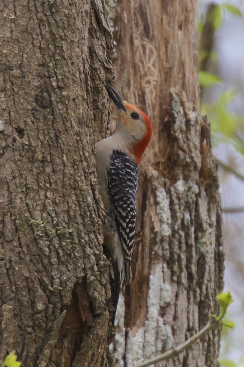 Red-bellied Woodpecker - ML326466991