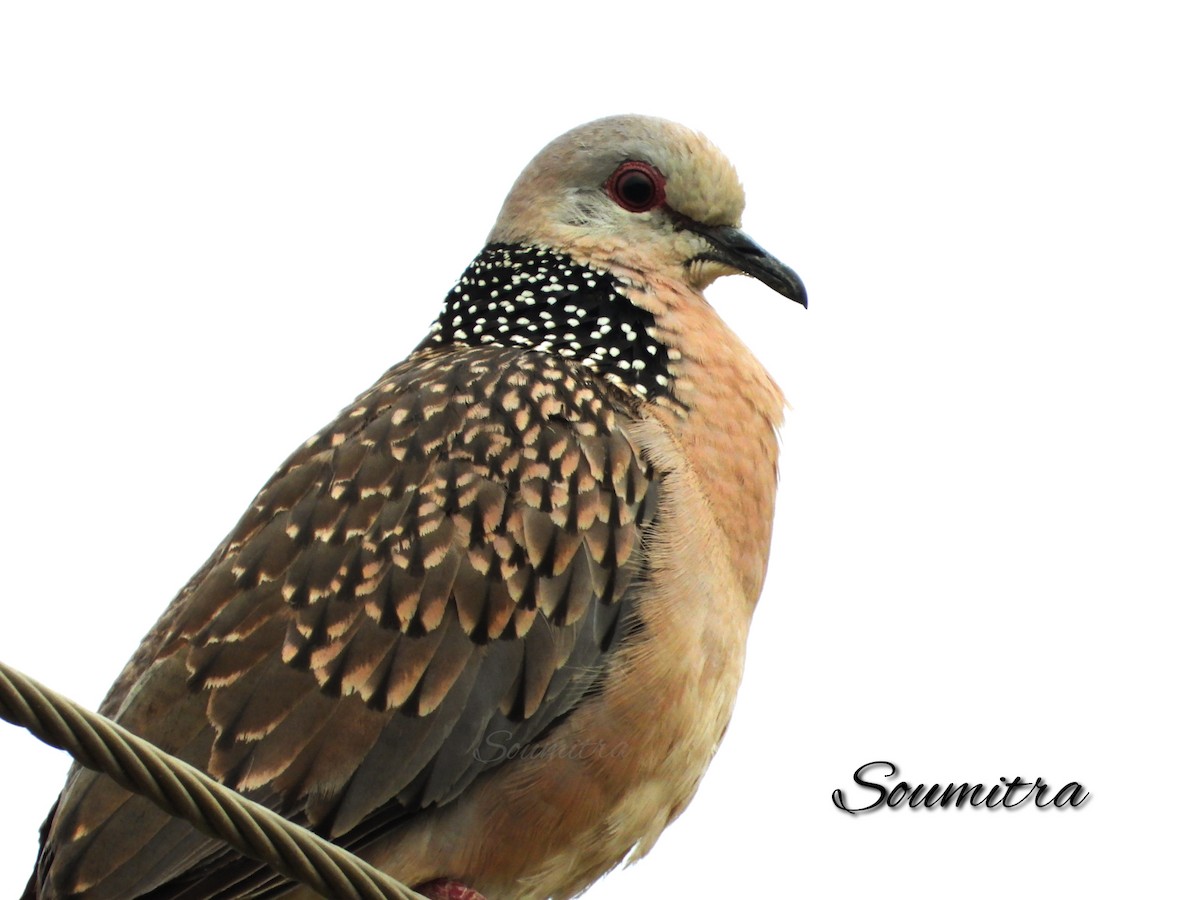 Spotted Dove - ML326467041