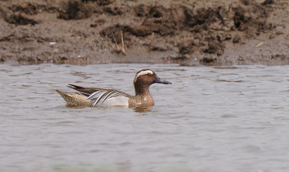 Garganey - ML326467051