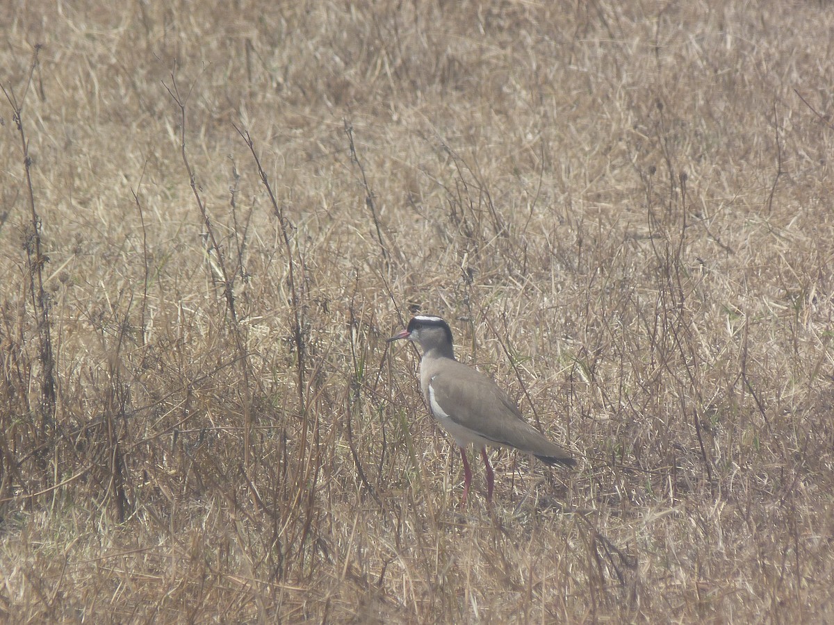 Crowned Lapwing - Guillermo Gómez