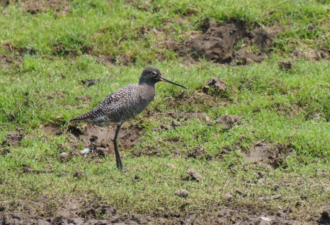 Spotted Redshank - ML326467331