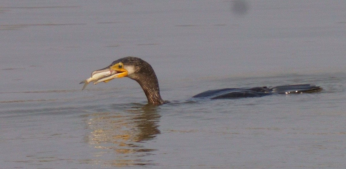 Cormoran à cou brun - ML326467871