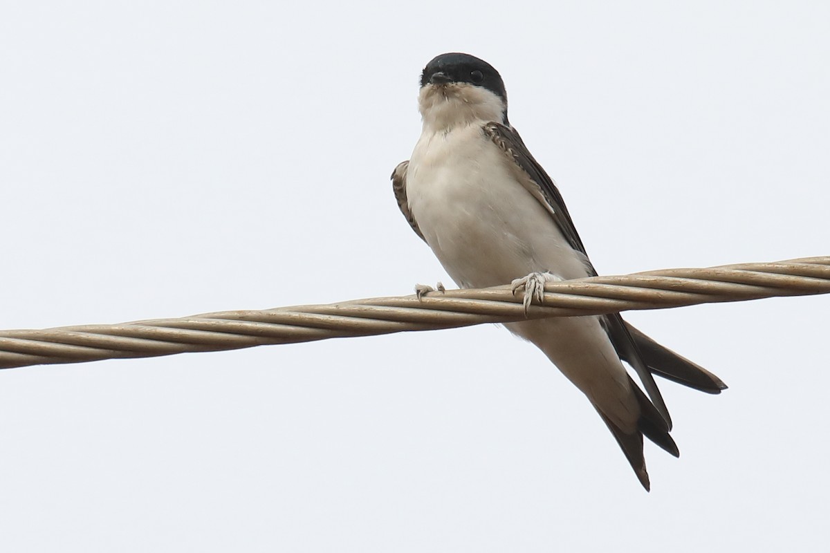 Western House-Martin - Krishna Murthy