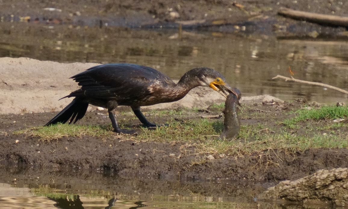 Cormoran à cou brun - ML326468651