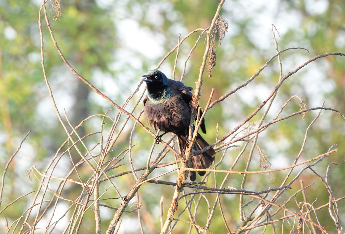 Common Grackle - ML326469061