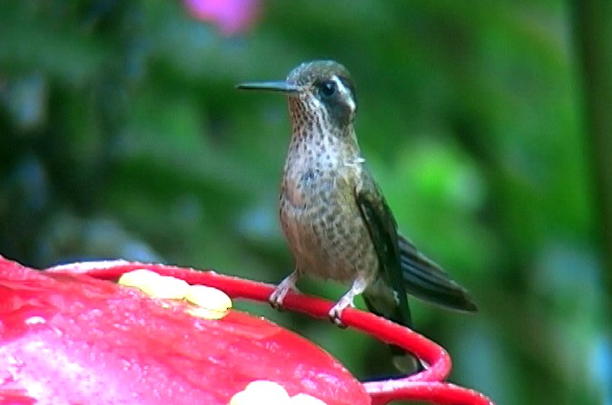 Speckled Hummingbird (maculata) - ML326469381