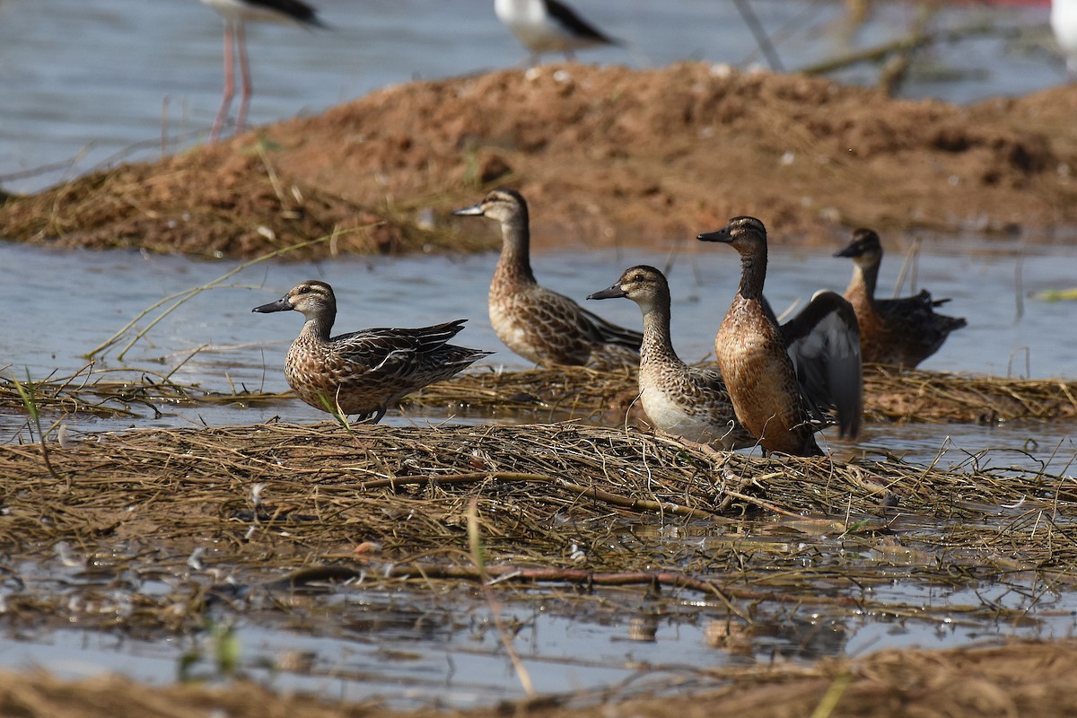 Garganey - sarawin Kreangpichitchai