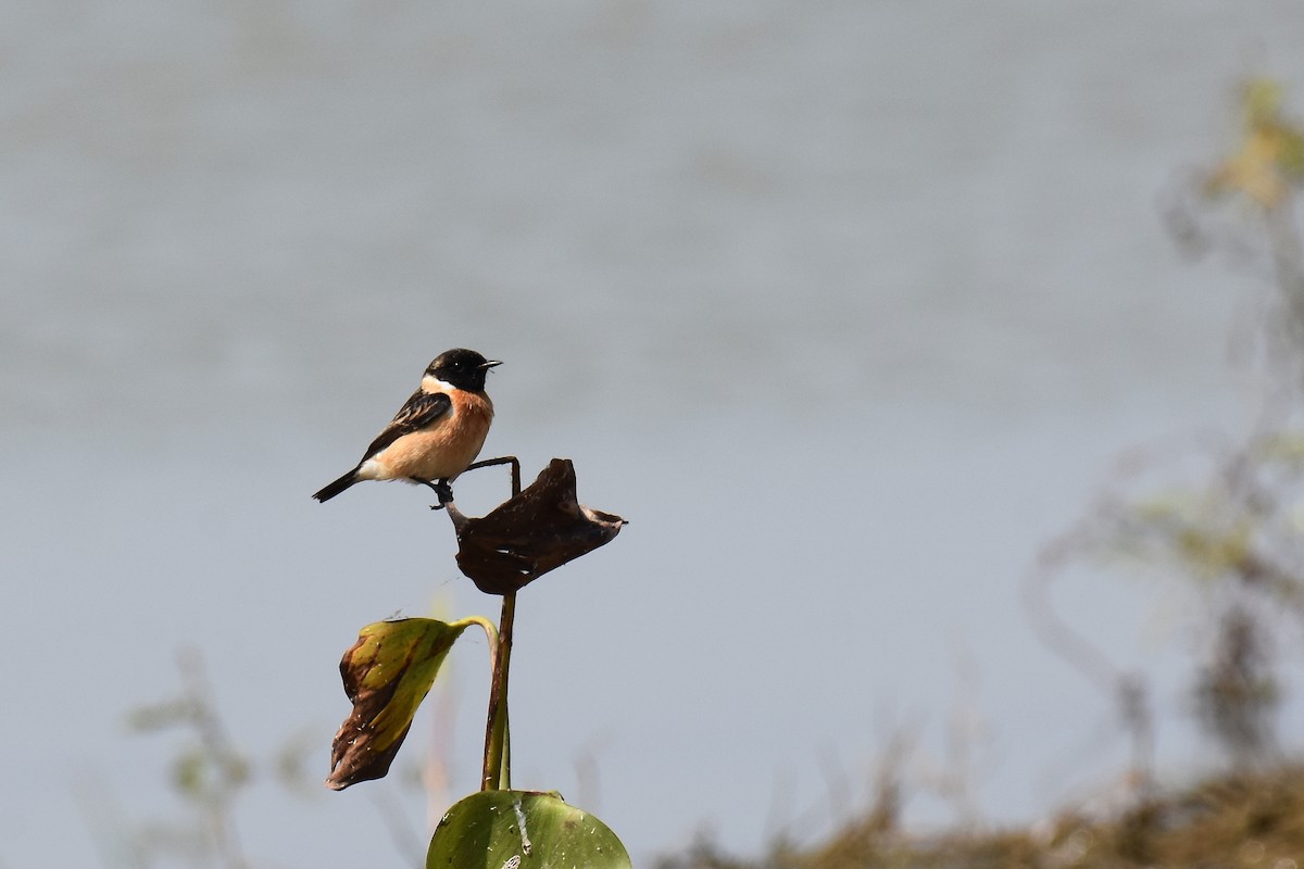 Amur Stonechat - sarawin Kreangpichitchai