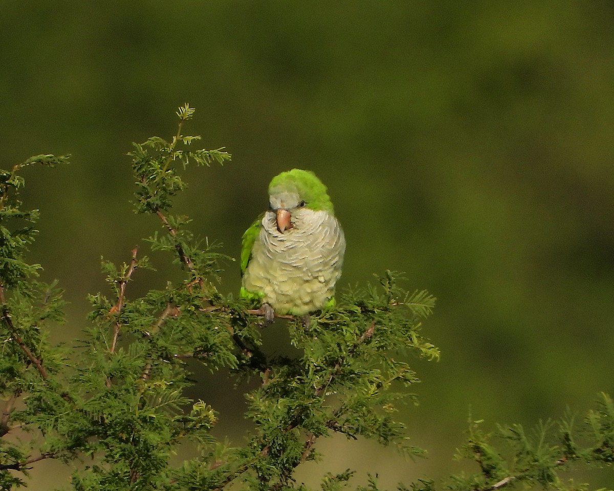 Monk Parakeet - ML326473491