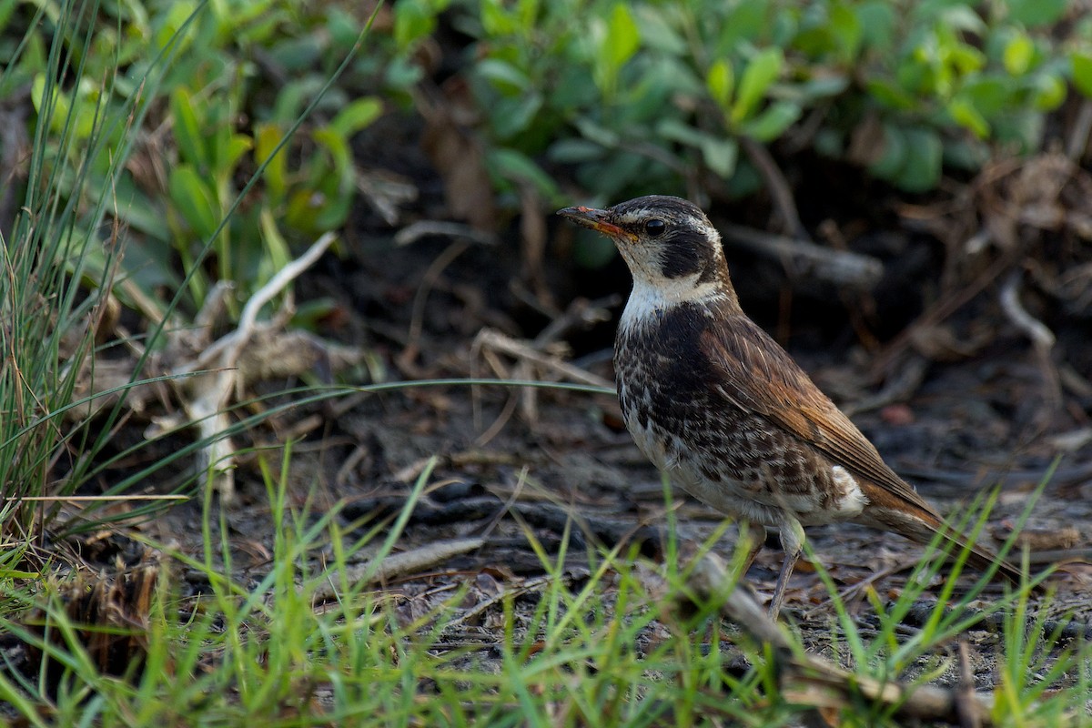 Dusky Thrush - ML326473671