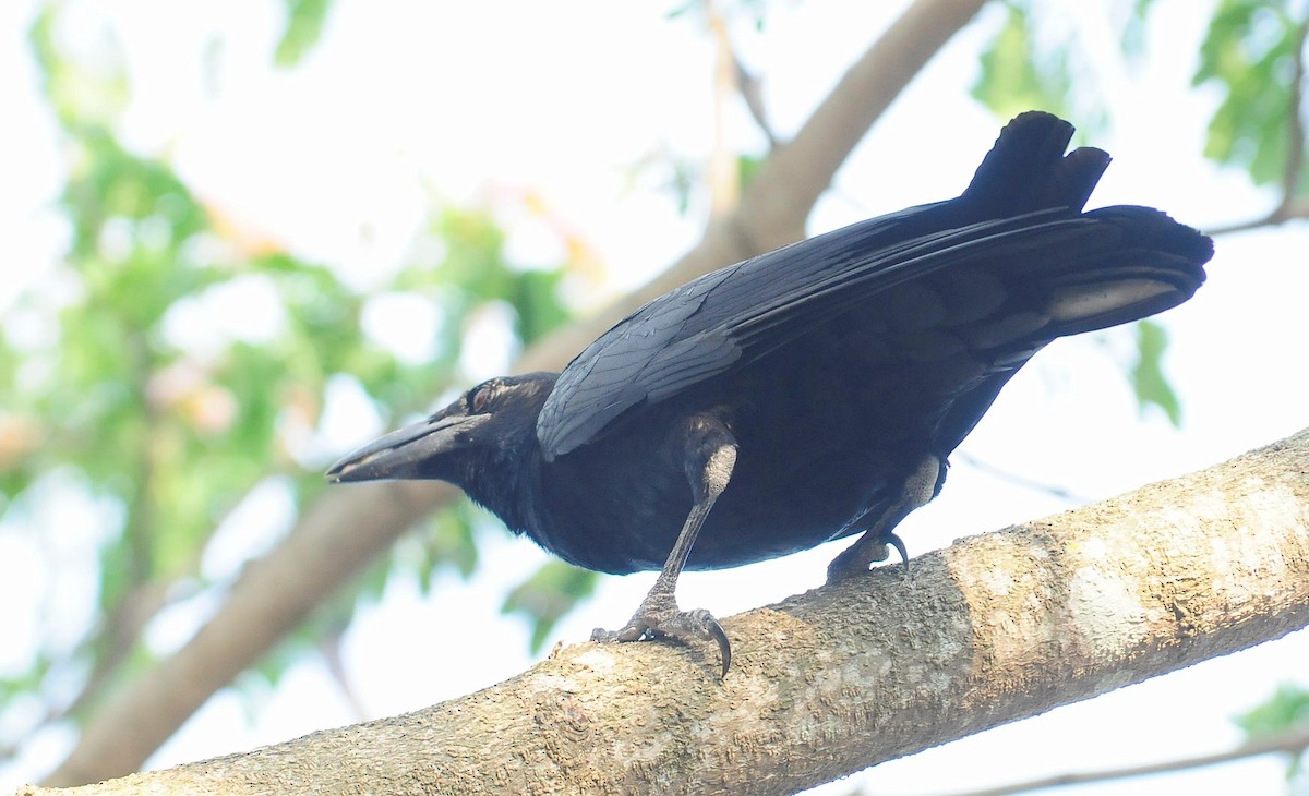 Cuban Crow - ML32647371