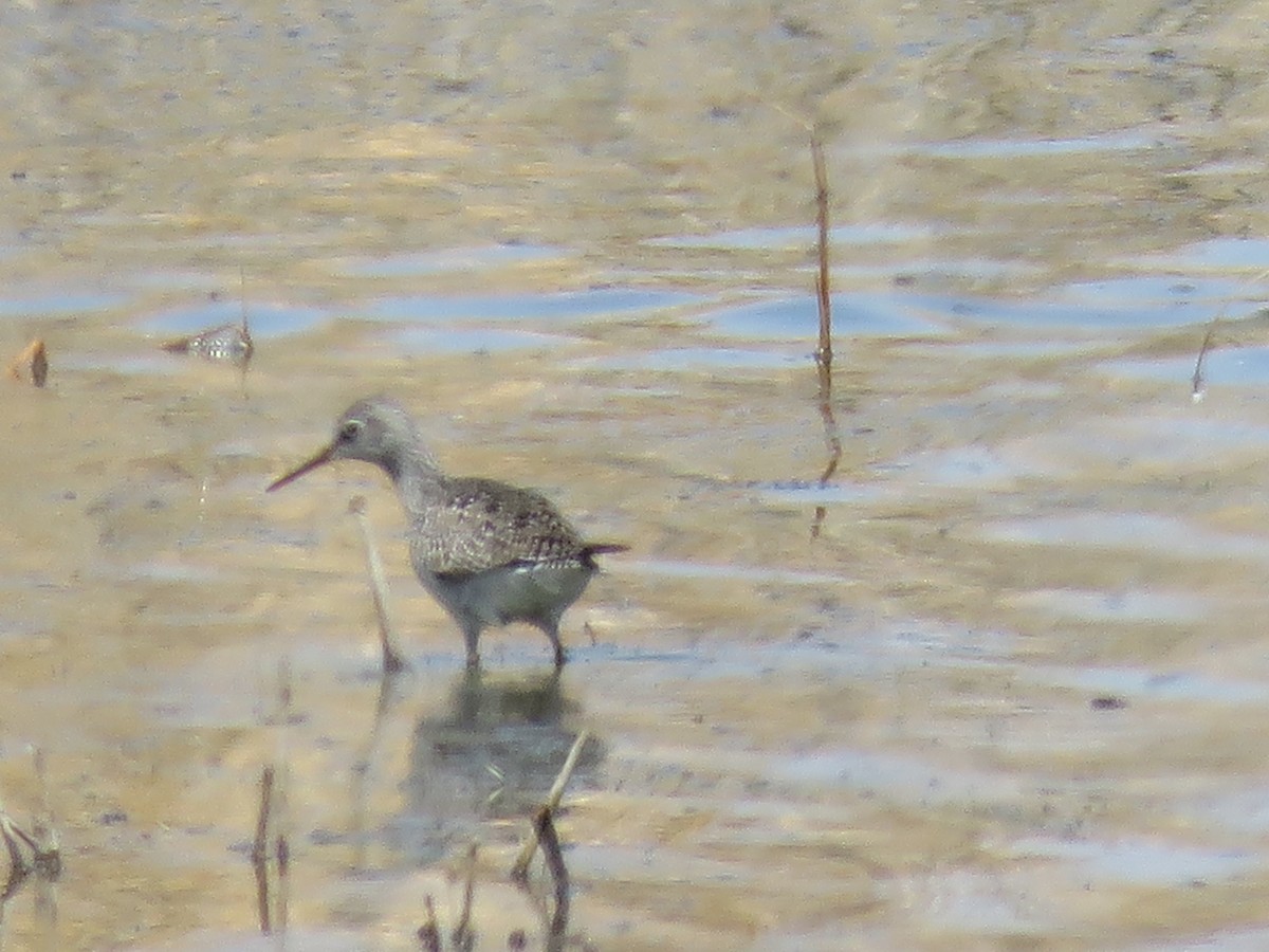 Lesser Yellowlegs - ML326474031