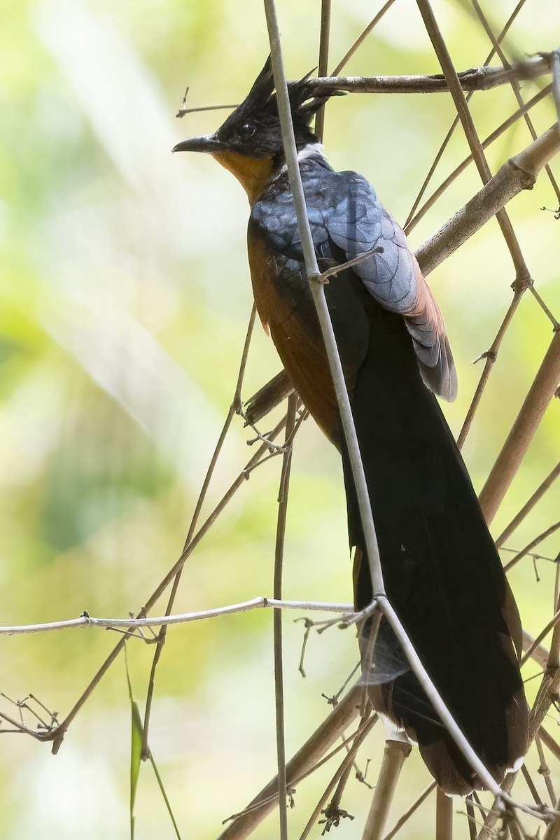 Chestnut-winged Cuckoo - ML326474071