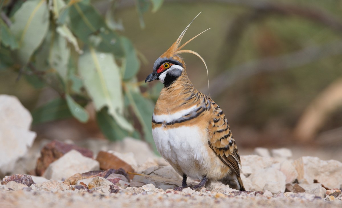 Spinifex Pigeon - Nik Mulconray