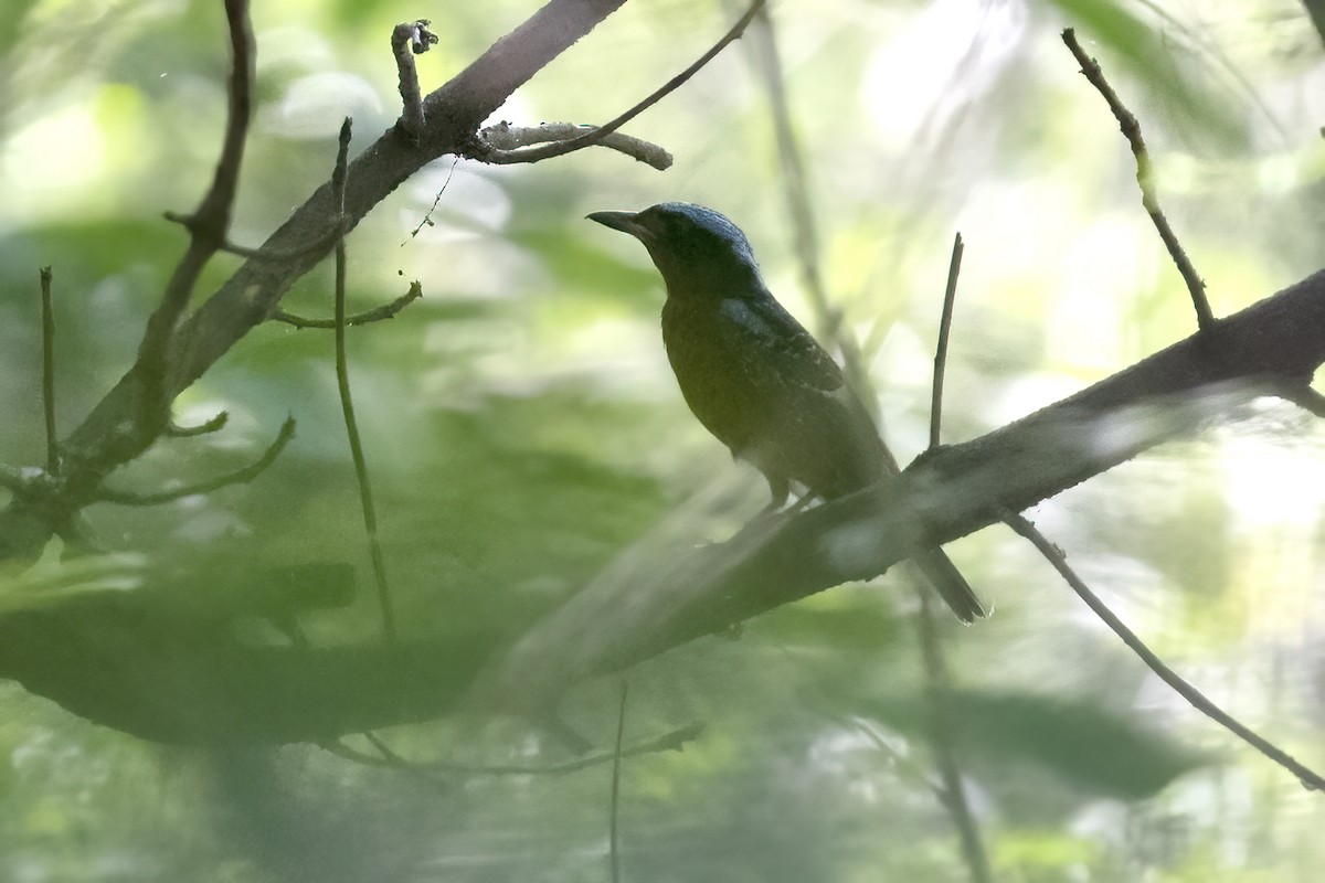 White-throated Rock-Thrush - ML326474831