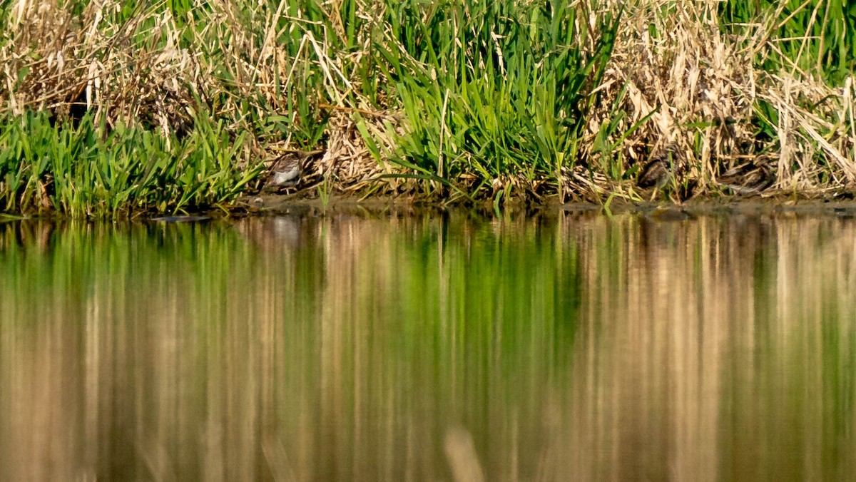 Jack Snipe - ML326476991