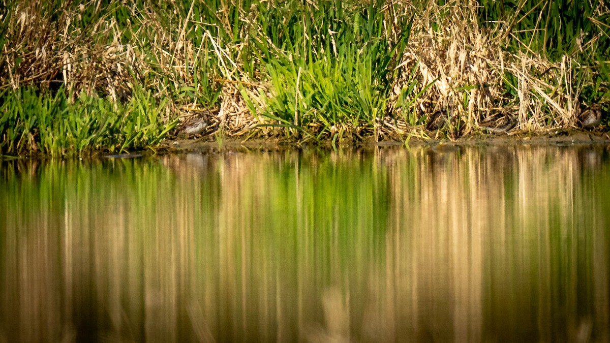 Jack Snipe - ML326477071