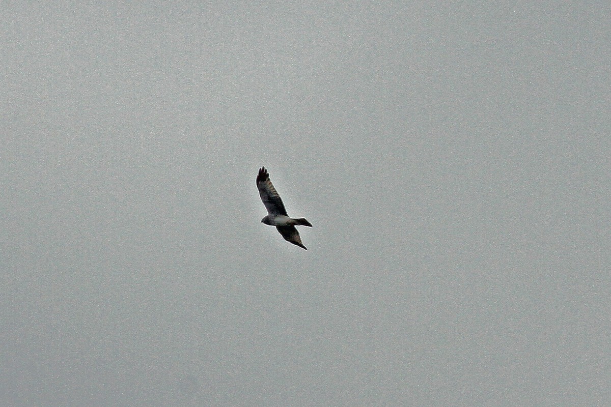 Northern Harrier - ML326477261