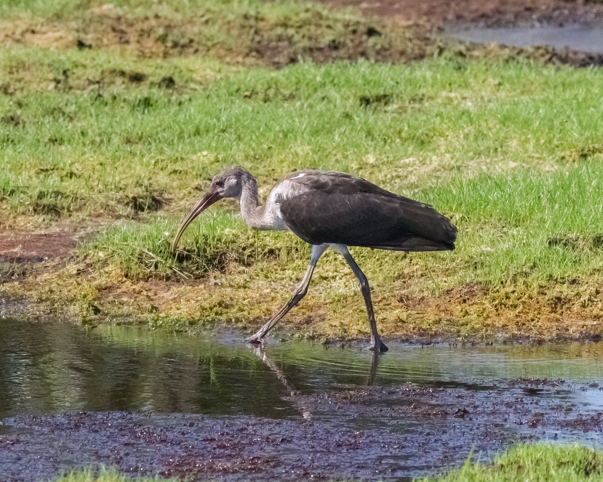 Ibis blanc - ML32647991