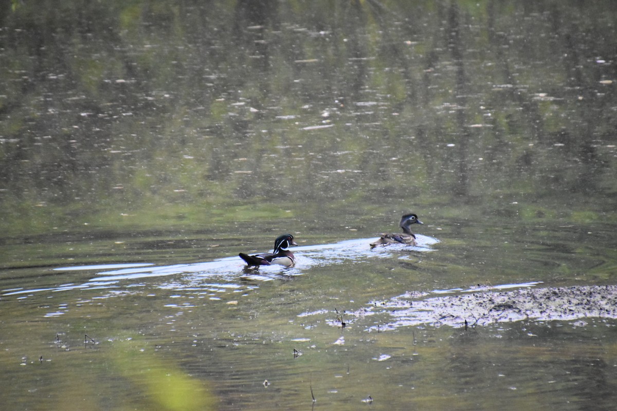 Wood Duck - ML326480571