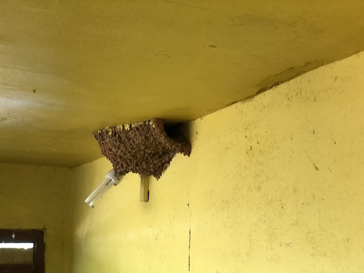 Sri Lanka Swallow - ML326483431