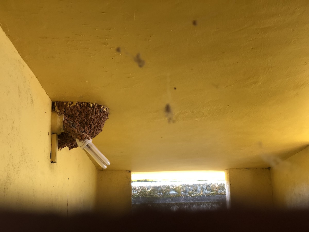 Sri Lanka Swallow - ML326483451