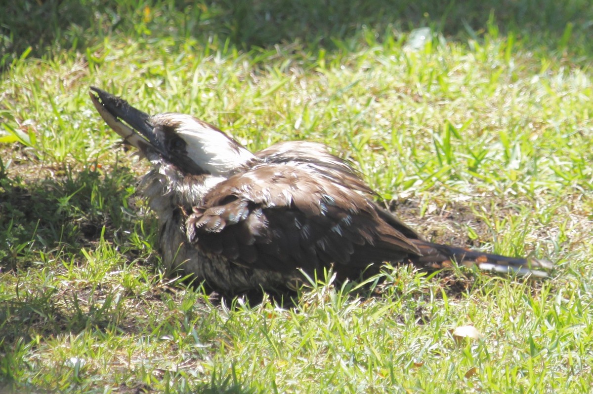 Laughing Kookaburra - Bruce Roubin