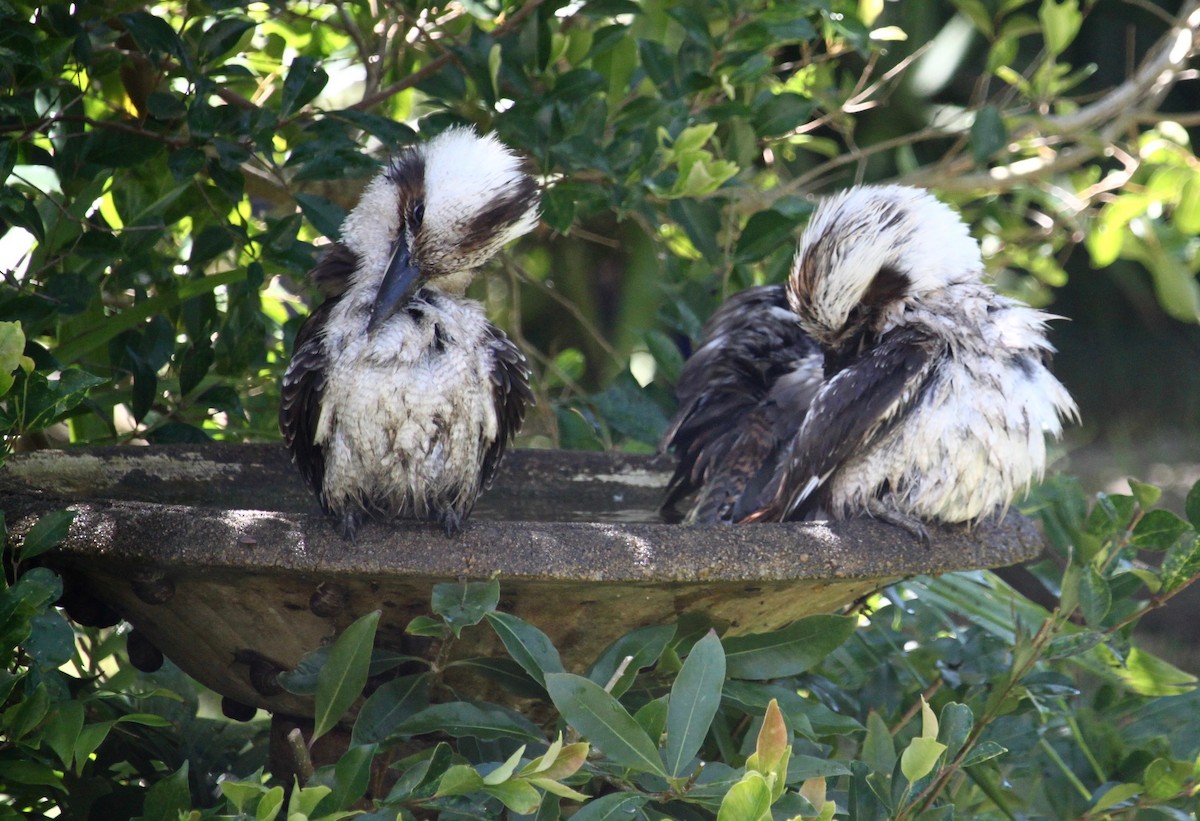 Laughing Kookaburra - Bruce Roubin