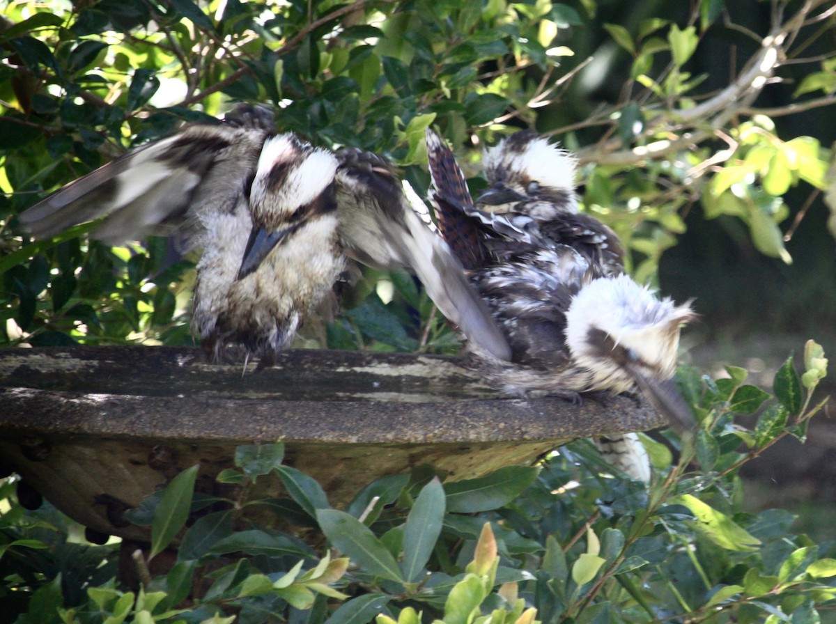 Laughing Kookaburra - Bruce Roubin