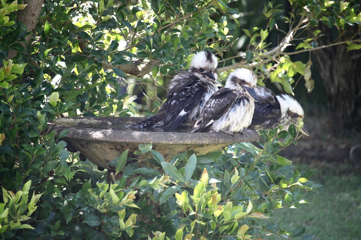 Laughing Kookaburra - ML326486341