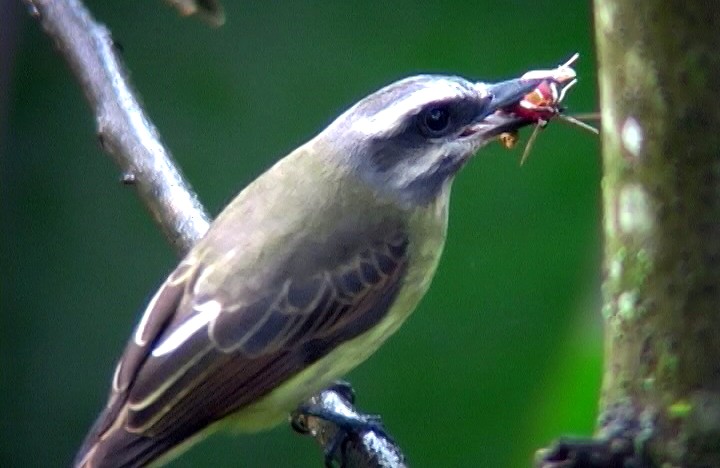 Golden-bellied Flycatcher - ML326487441