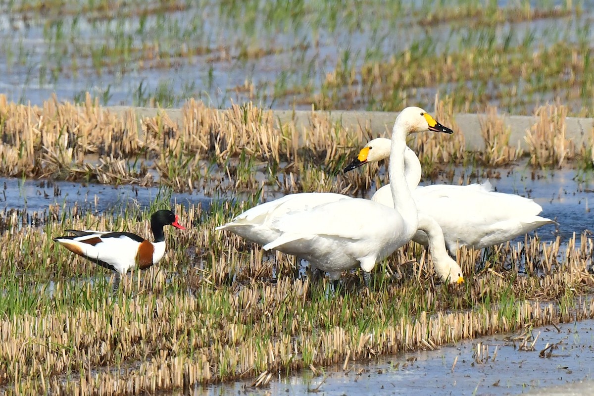 Tundra Swan - ML326488111