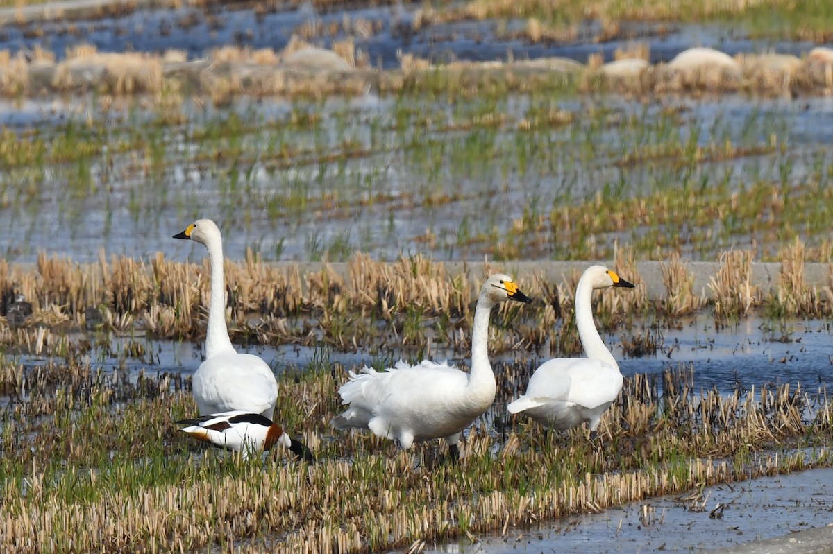 Tundra Swan - ML326488311