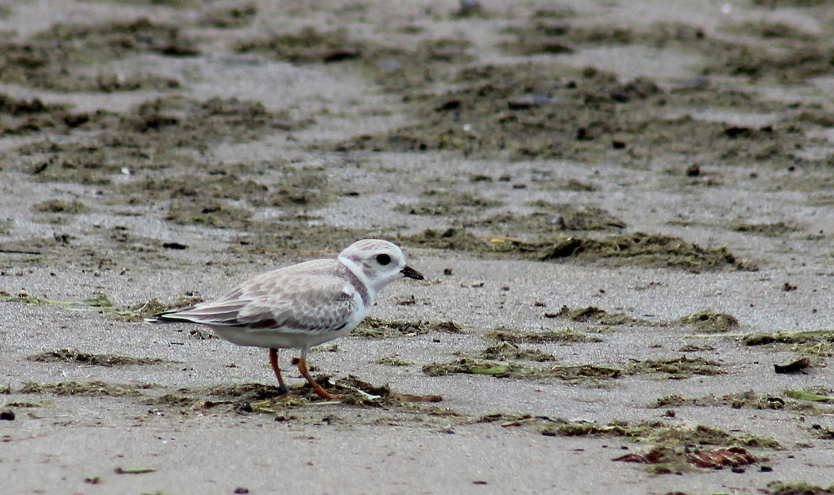 Piping Plover - ML32648871