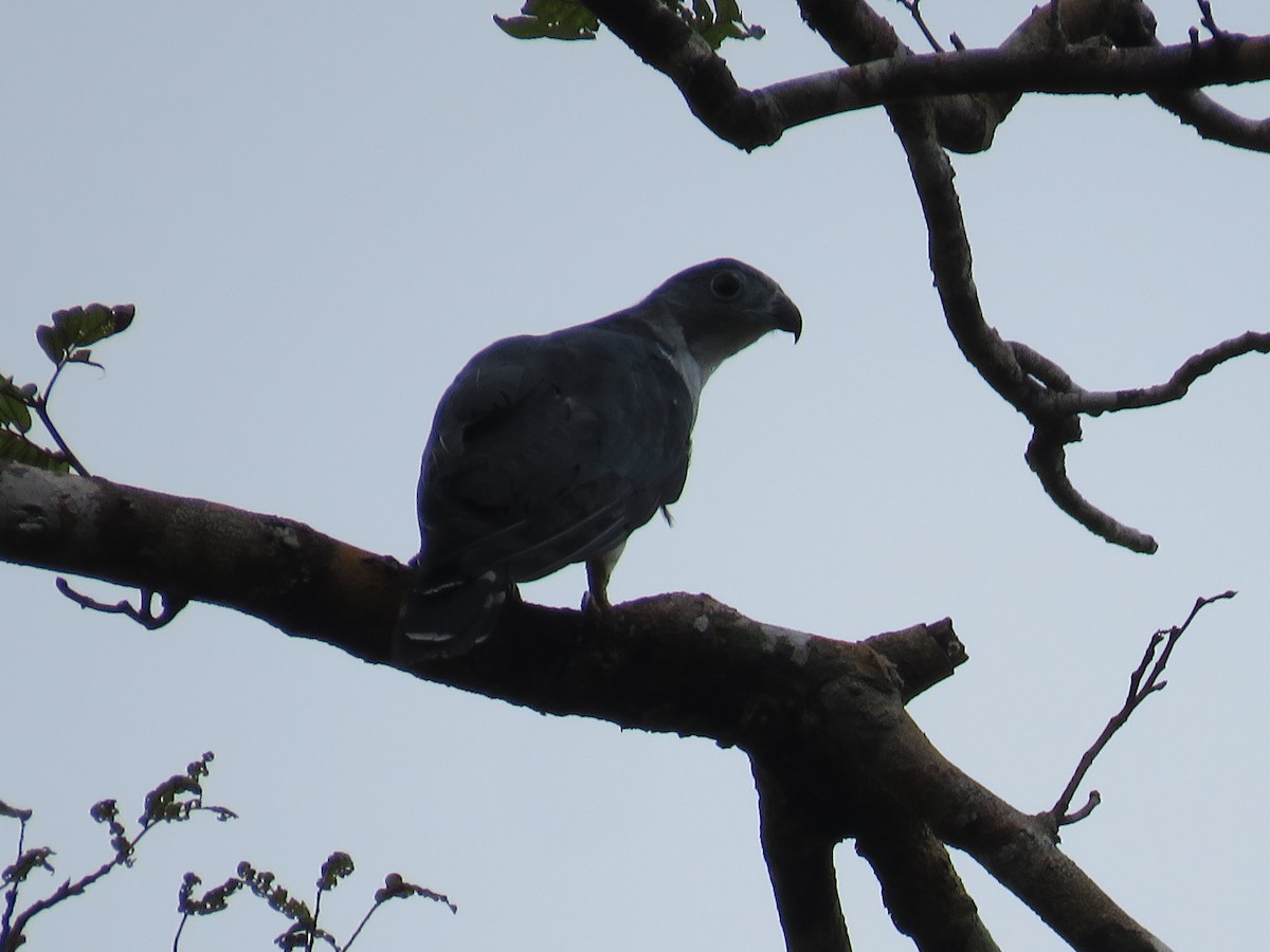 Gray-headed Kite - ML326490171