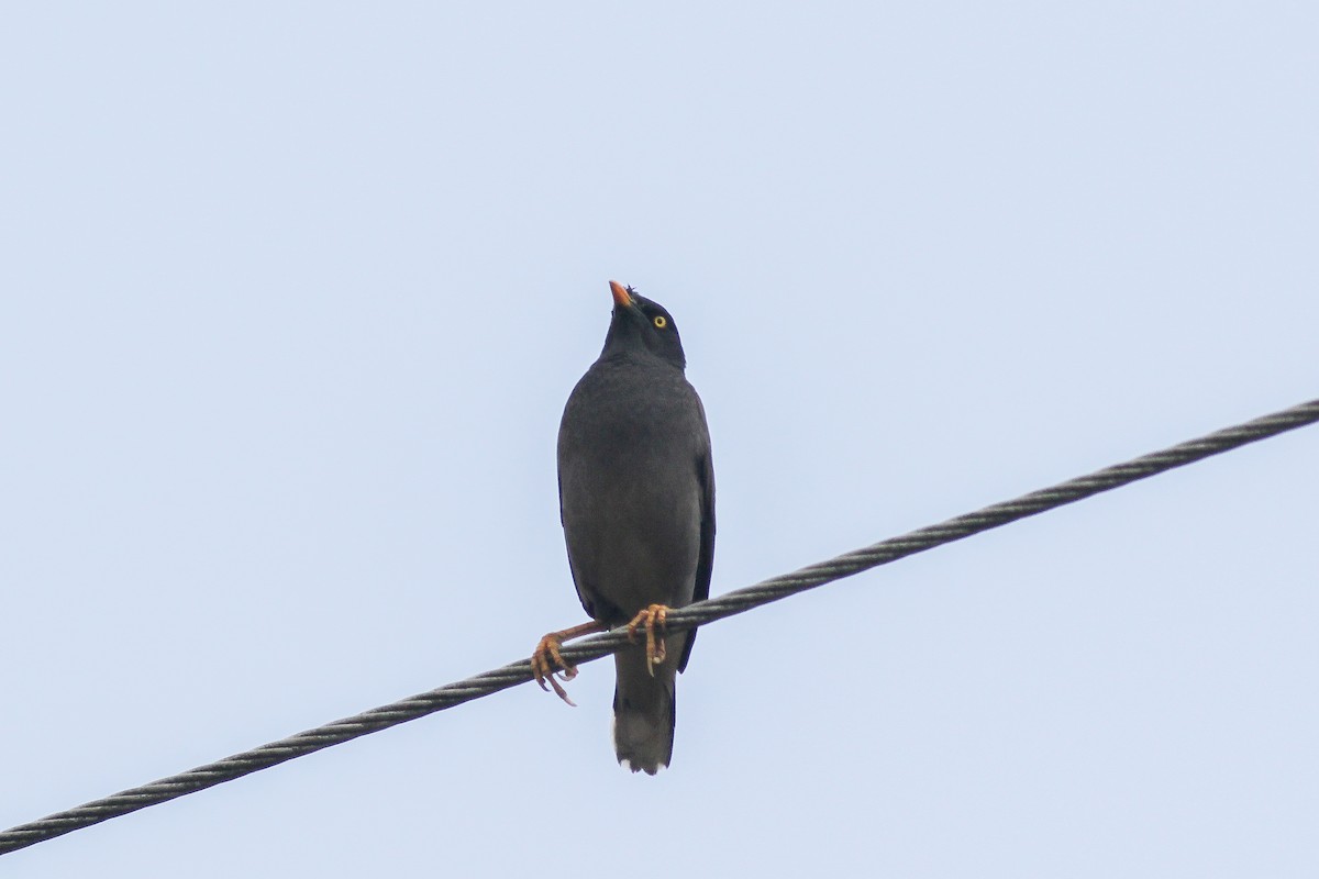 Jungle Myna - ML326490451