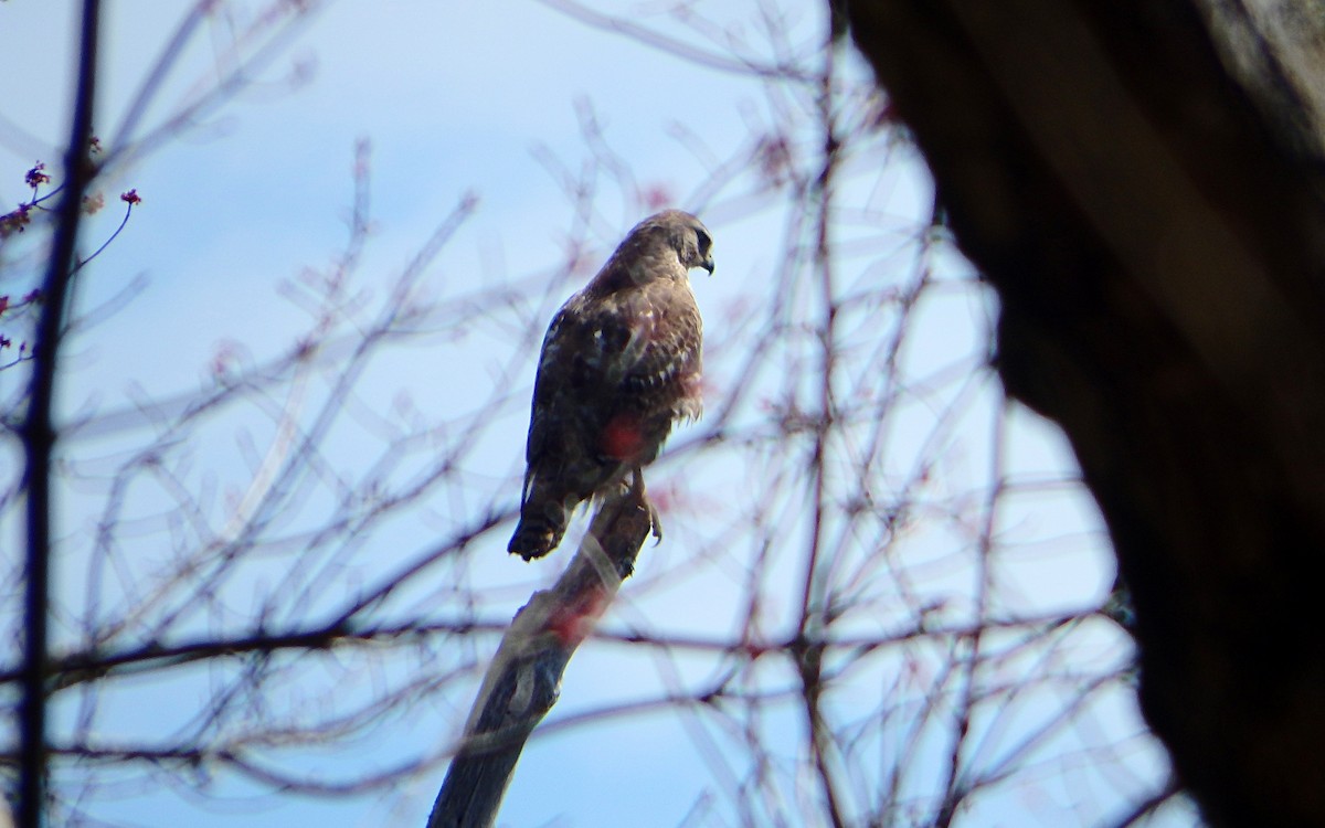 Red-tailed Hawk - ML326490551