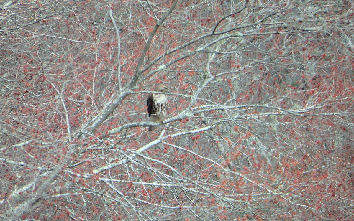 Red-tailed Hawk - ML326490561