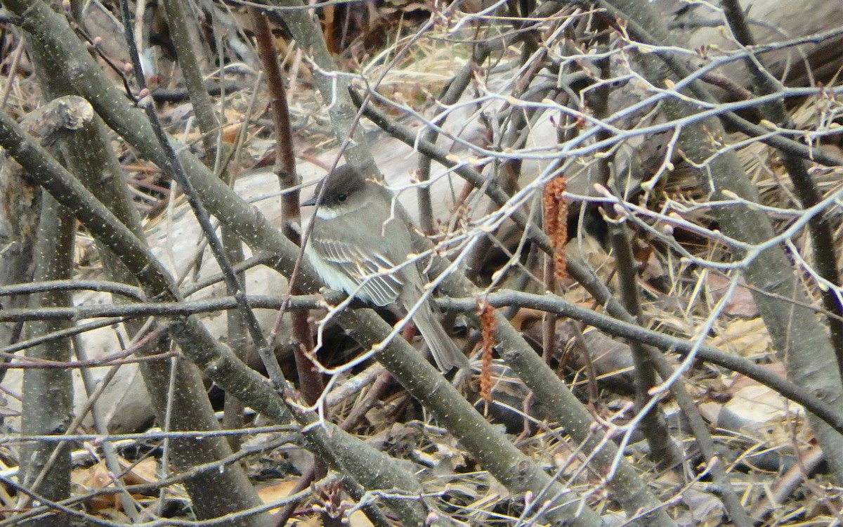 Eastern Phoebe - ML326490621