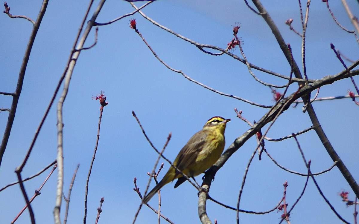 Palm Warbler - ML326490751