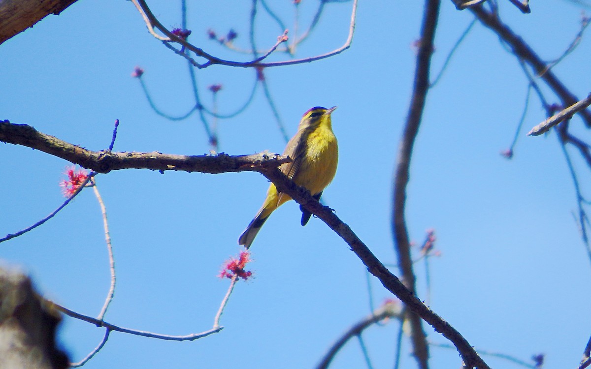 Palm Warbler - ML326490761