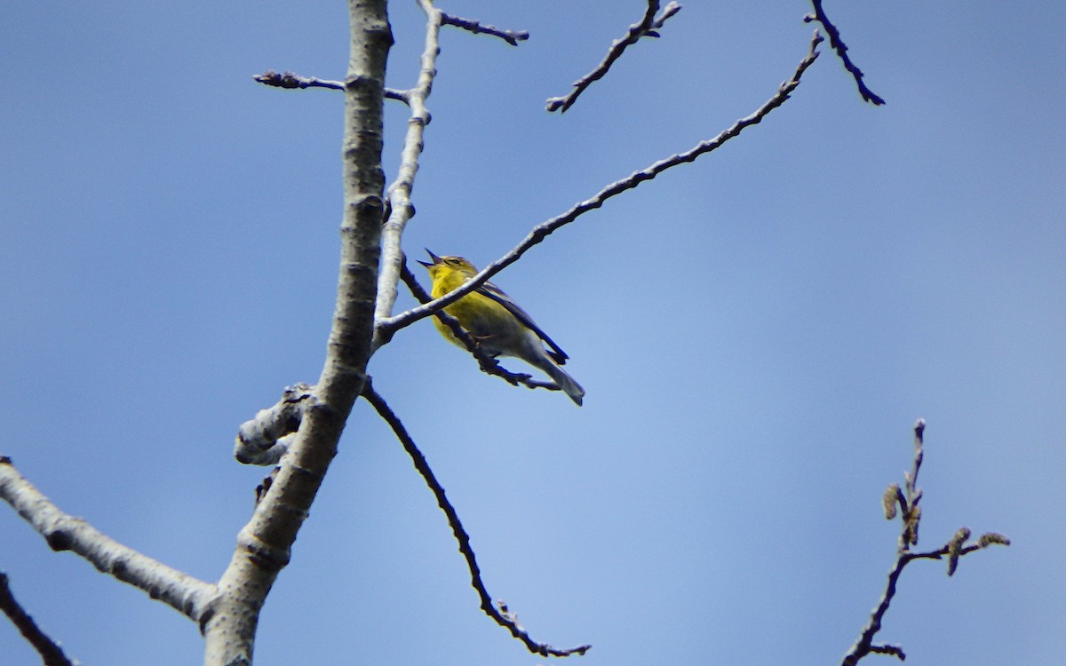 Pine Warbler - ML326490781