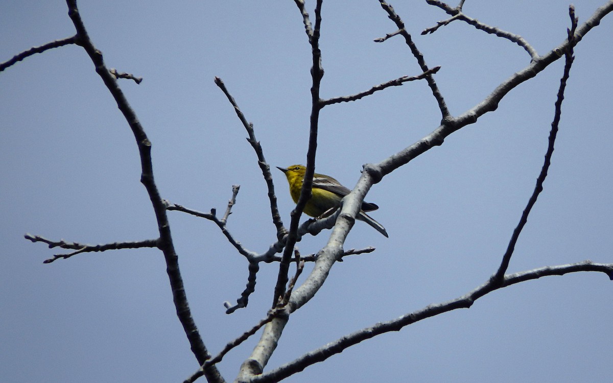 Pine Warbler - Jim O'Neill