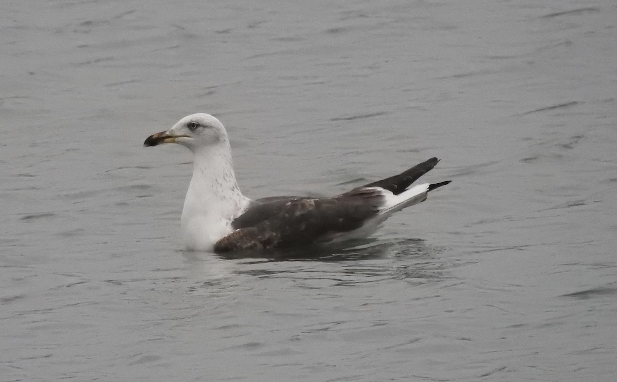 Great Black-backed Gull - ML326490841